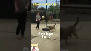 Cute animals - Funny actions