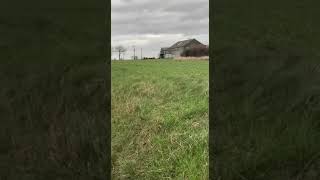 Black Pheasant. Why do pheasants make that noise?...#shorts #black #pheasant #field #flying  #noise