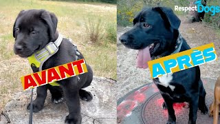 CANE CORSO phobique ! 😨 Comment faire ? Avant / Après par Respectdogs Arcachon