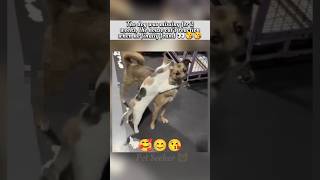 Cutest cats and dogs love 😘 | dog nature video | nature dogs videos shorts | #shorts #catanddoglove