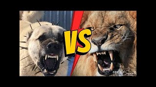 Male Lion Tried to Break the Door for Turkish Kangal!