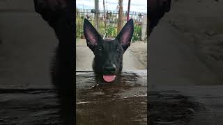 9 months Belgian Malinois having snacks 😆🐕‍🦺 #belgianmalinois  #lifewithbelgian