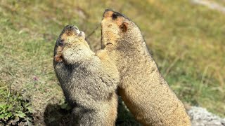 Adorable Himalayan Marmots Play Fighting and Enjoying Treats - A Perfect Day!