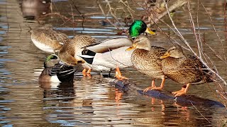 Feeling Ducky at Carrie Blake Park in Sequim, WA.