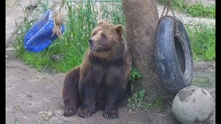 Медведь Мансур. Разговор «по душам» с канистрой 🐻🛢😊 Mansur bear has a deep chat with a canister 🐻🛢😊