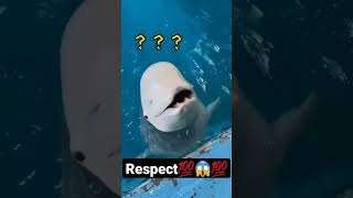 Always Happy Dolphins💯🦈😱💯 | Respects😱💯 | #shorts #amazing #funny #fish #fishing