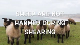 Truth About Sheering Sheep