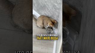 Почему кошка пьет мало воды? #cat #котик #уходзакошками