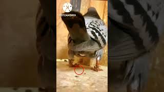 شاهد ما تفعله الحمامة قبل ما تبيض سبحان الله #shorts2023 #animalshorts #حمامة #طيور #dove #pigeon