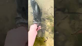 Big Bass, Small Pond!! Bass release #subscribe #fishing #fish #rodnrifle #freshwater