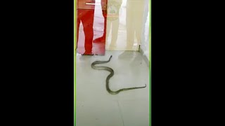 ATM Machine with Snakes||اے ٹی ایم مشین جس سے پیسوں کے علاوہ سانپ بھی نکلتے ہیں #Shorts