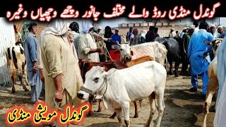 Different Animals Prices On Gondal Maweshi Mandi Road || My Life Channel