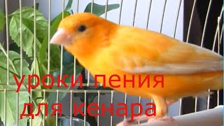 Пение канарейки  Урок для обучения Canary singing