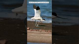 Pied Avocet 🕊#Avocet #wildbirds #nature #prey #shorts #naturelovers #viral #shortsfeed #wildlife