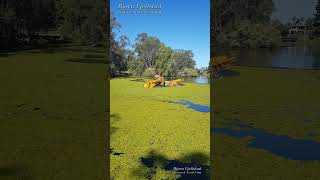 #Shorts Aquatic Fern Removal - The Gold Coast Botanic Gardens