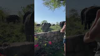 ELEPHANTS SURROUND THE CAMP !!! #wildlife #africasafari #nature #wildlife #naturelovers #elephant