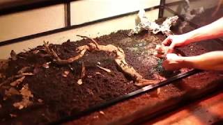 ChixPet: Jax the Water Monitor: Carolina Custom Cages Terrarium Assembly