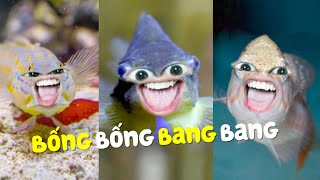 Bống bống bang bang lên ăn cơm vàng | Tấm Cám ngoại truyện