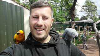 Попугай на свободе  bird land leicester