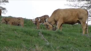 Sonnailles de vaches à Carlucet (Cantal)