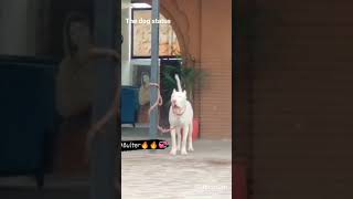 Pakistan bully dog 🔥 whatsApp status __🐕__ short