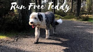 Run Free Teddy