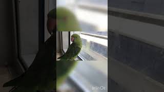 Funny Parrot 🦜 on window|#shorts