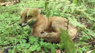 Ли Сяо / Alice the Fox Лиса Алиса (Лиса, которая защищает своих хозяев)