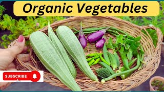 Harvesting ORGANIC vegetables from my terrace garden | छत से की देसी सब्जियों की हार्वेस्टिंग