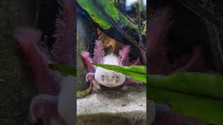 Аксолотль находит еду по запаху! #аксолотль #axolotl #аквариум