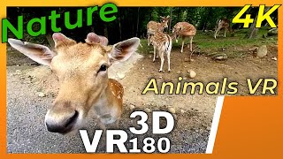 VR180 3D 4K | Animals in virtual reality | Nature Space in VR