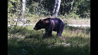 Охота на медведя на приваде. Ожидание трофея.