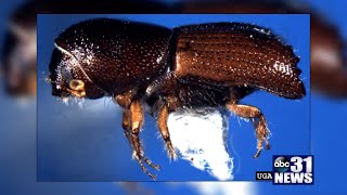 Pine Peril: LA Lawmakers Convene Emergency Beetle Subcommittee Meeting on Deadly Tree Threat