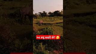 આ કયું પ્રાણી છે? 🤔 #viralvideo #trending #village #shorts #ytshorts #youtubeshorts #shortsvideo