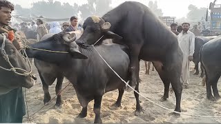 Beautiful murrah buffalo bull with buffalo // Bull with buffalo in maweshi mandi // Animals Cart