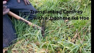 Transplanting Comfrey with The Japanese Ika Hoe