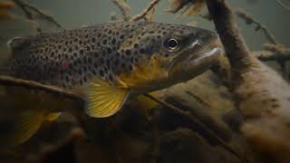 Montana brown trout