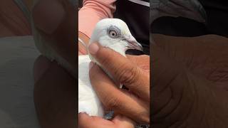 jama masjid kabootar market delhi #jamamasjid #kabootar #birds #viral #shortvideo #shorts #short