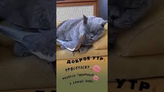 💋💋💋 #shortvideo #хорошеенастроение