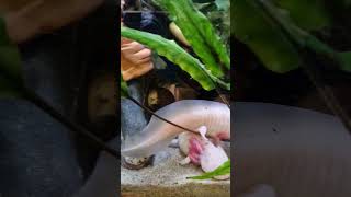 Аксолотля укусили за лапу😱 #аксолотль #axolotl