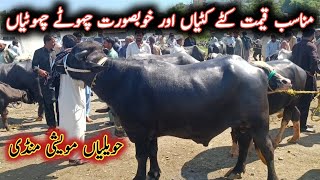 Beautiful Male Female Buffaloes And Buffalo Calves On Havelian Maweshi Mandi || My Life Channel