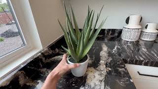 15 5 Aloe Artificial Plant w Cement Pot  Green Review