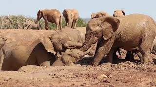 A slippery day at the waterhole