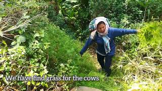 หน้าร้อนไม่มีหญ้า? No grass for cows?