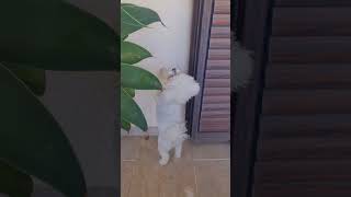 Security dog! #dog #shorts #short #shortvideo #youtube #youtubeshorts #shortsvideo #youtubevideo