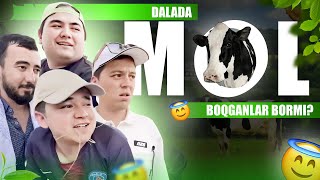 Dalada mol 🐄 boqqanlar bormi ? 😇| Mittivine