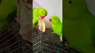 Mere Mithu Roti Khate Hua🤗🦜❤️❤️#mithu#eating #roti #cuteparrot#shortsfeed ##trendingshorts#tota#love