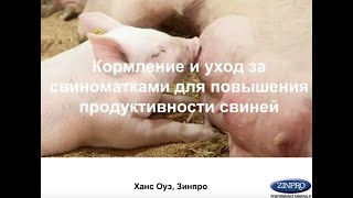 Вебинар №2 по свиноводству: менеджер по развитию бизнеса Zinpro Ханс Оуэ, апрель 2020 года.