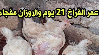 عمر الفراخ 21 يوم والاوزان رهيبة بفضل الخلطات والاعشاب والاهتمام ويلا نشوف السر .....