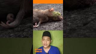 SEMUA INI GARA GARA TIKUS DASAR TIKUS | Darwis goblog #shorts